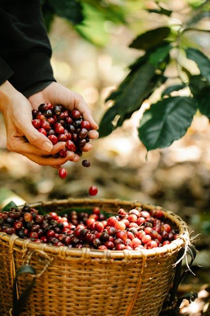 Everything You Need to Know About Coffee Bean Plants! Everything You Need to Know About Coffee Bean Plants!