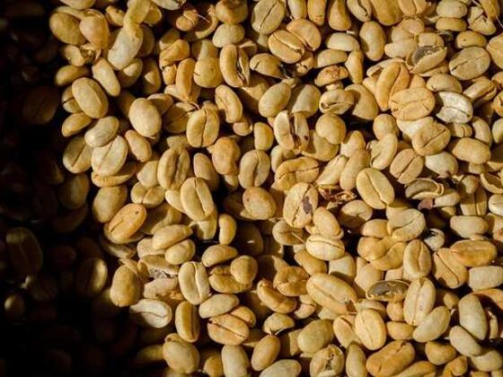 Brewing Joy: Your Ultimate Guide to Coffee Bean Plants!